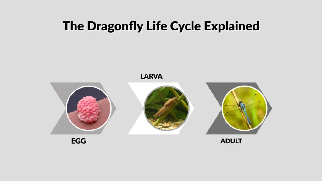 The Dragonfly Life Cycle Explained