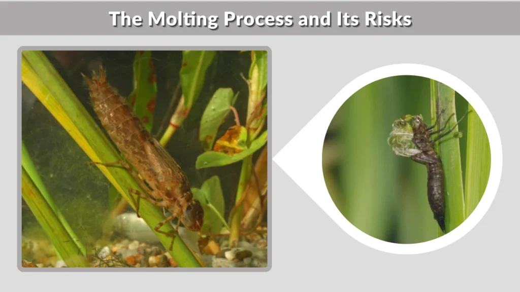The Molting Process and Its Risks