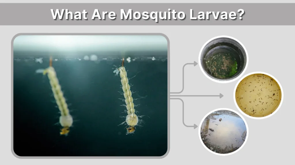What Are Mosquito Larvae