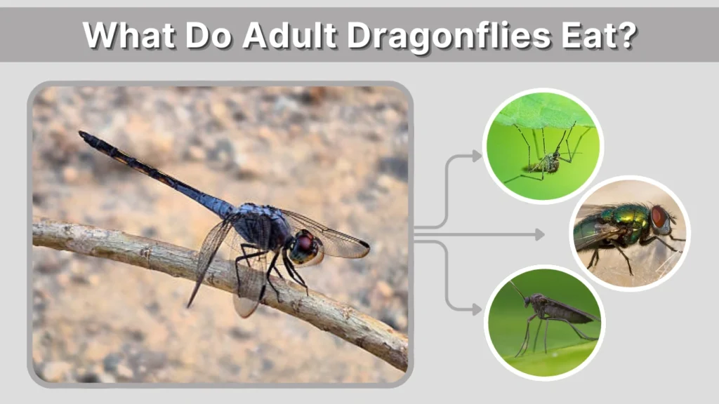 What Do Adult Dragonflies Eat