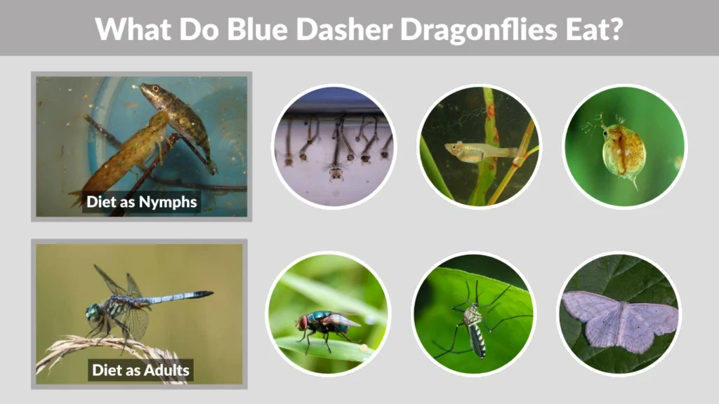 What Do Blue Dasher Dragonflies Eat