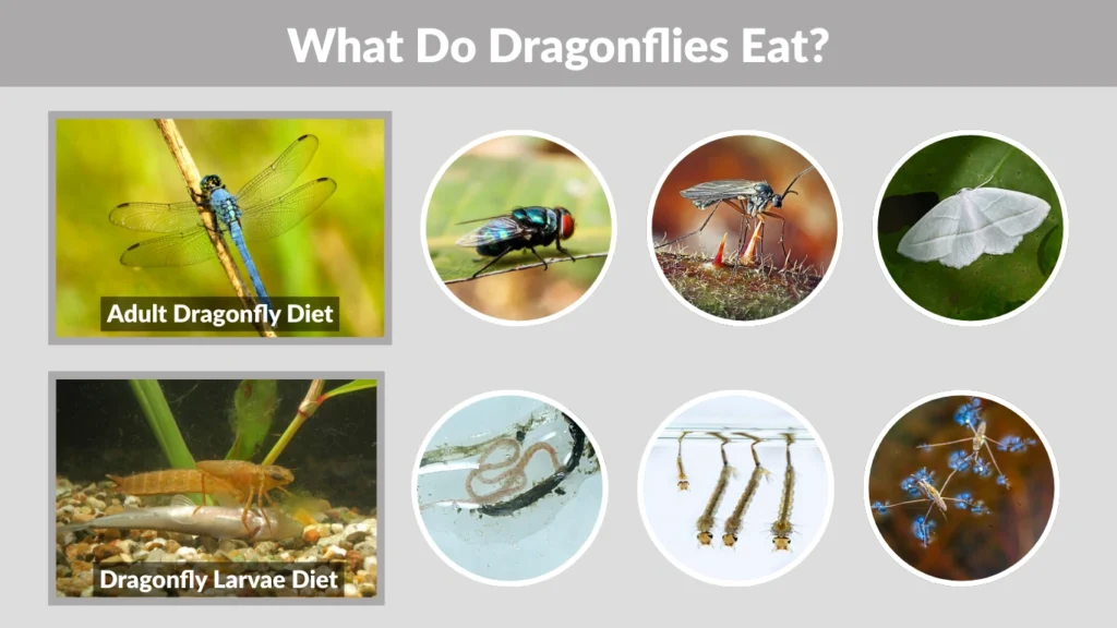 What Do Dragonflies Eat
