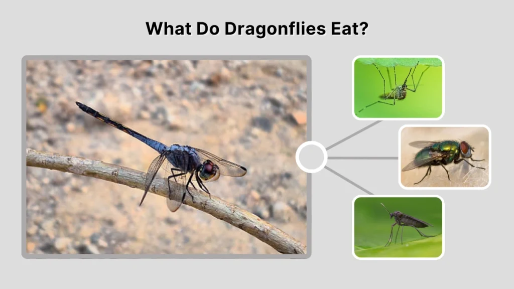 What Do Dragonflies Eat