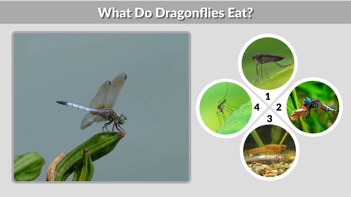 What Do Dragonflies Eat A Complete Guide to Their Diet
