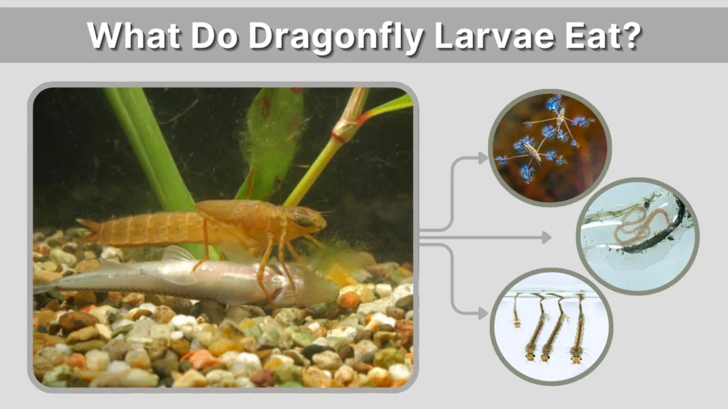 What Do Dragonfly Larvae Eat