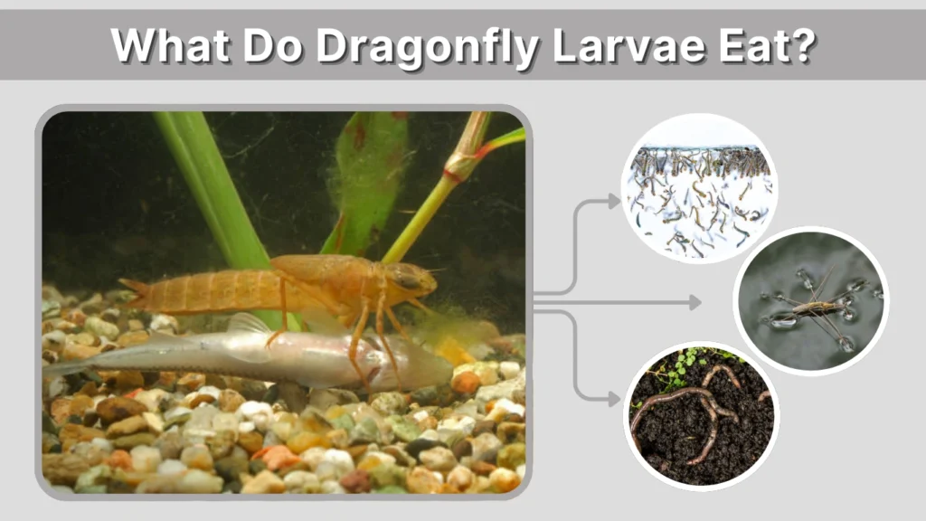 What Do Dragonfly Larvae Eat