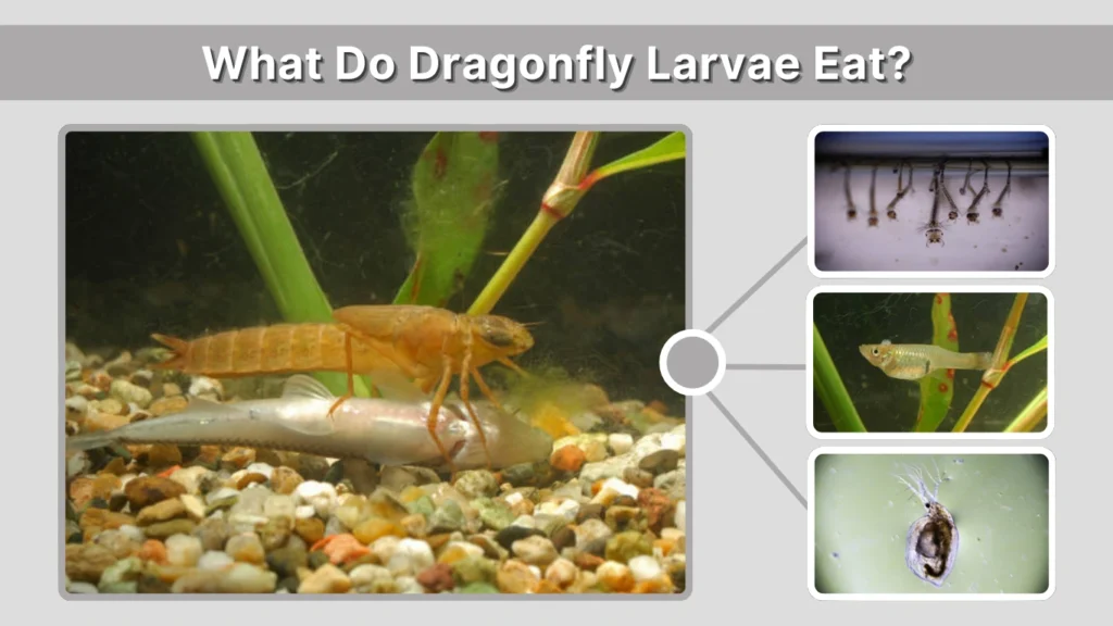 What Do Dragonfly Larvae Eat