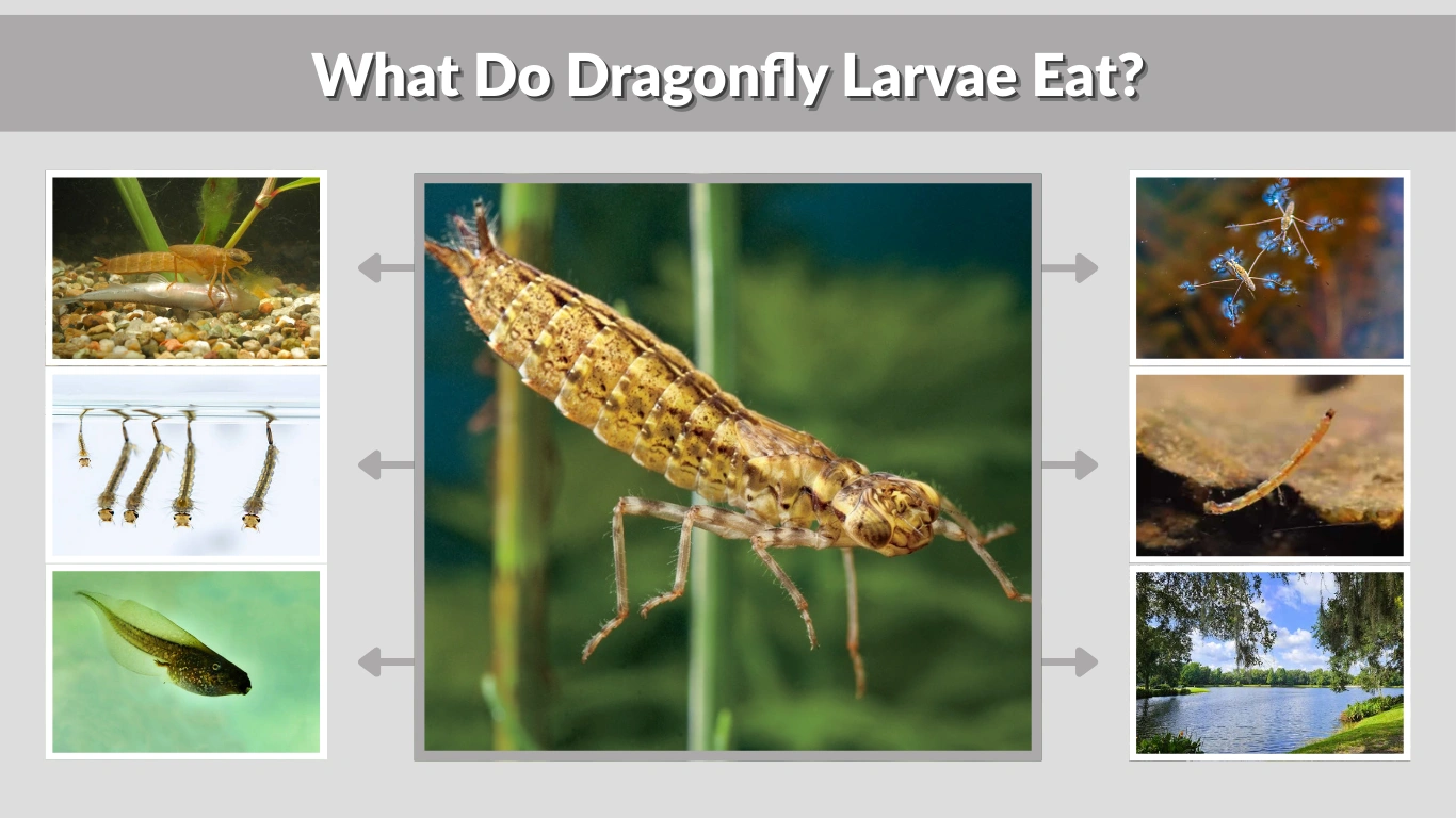 What Do Dragonfly Larvae Eat Complete Feeding Guide