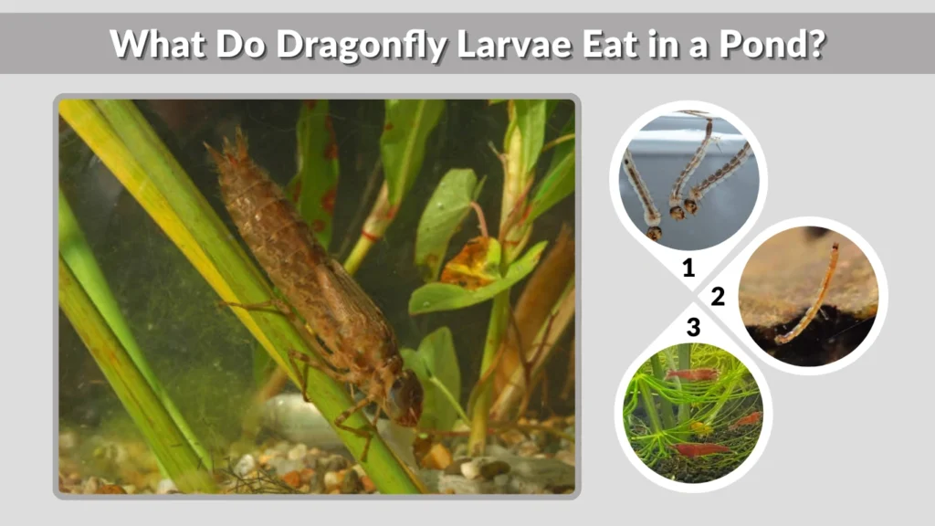 What Do Dragonfly Larvae Eat in a Pond