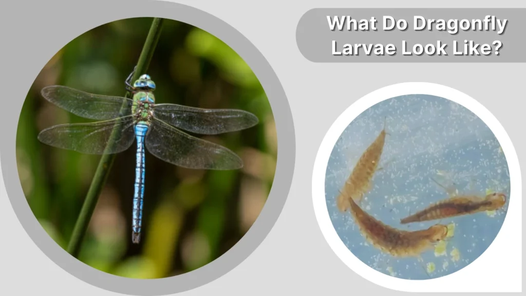 What Do Dragonfly Larvae Look Like
