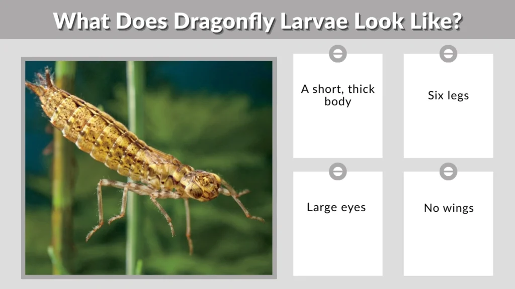 What Does Dragonfly Larvae Look Like