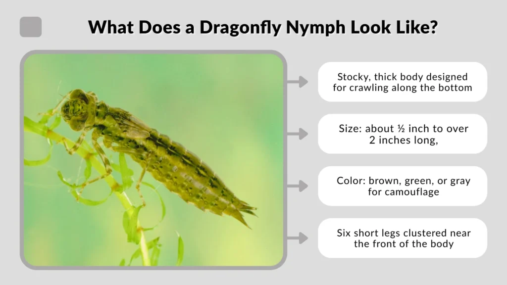 What Does a Dragonfly Nymph Look Like