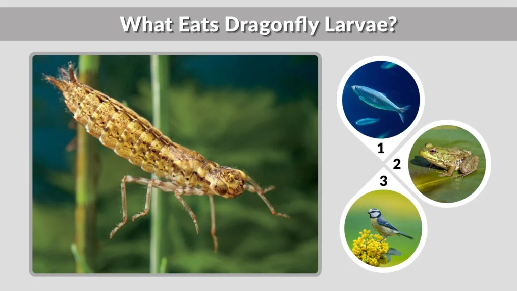 What Eats Dragonfly Larvae