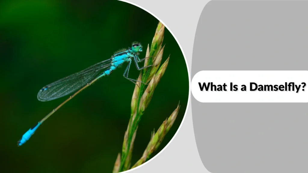 What Is a Damselfly