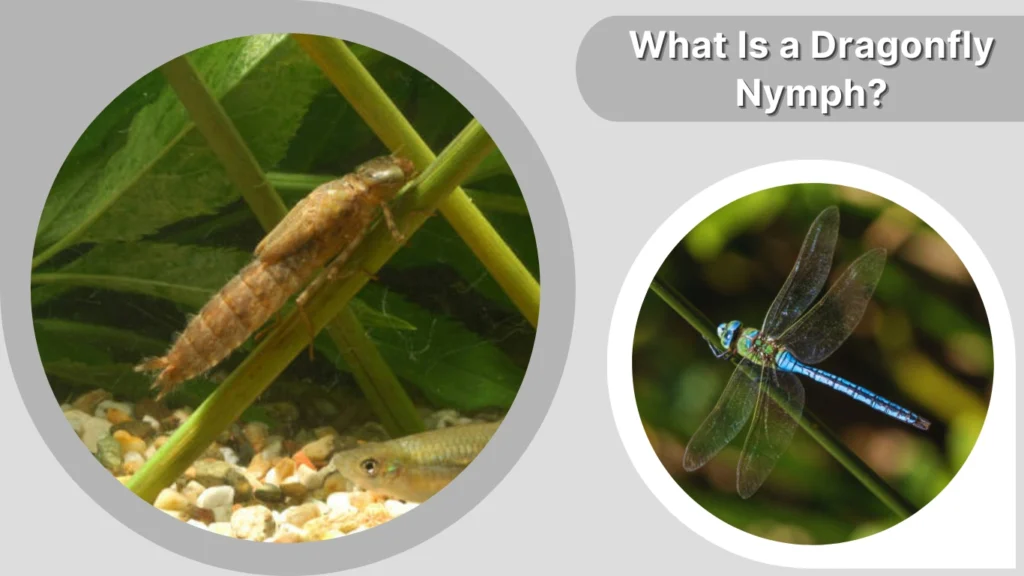 What Is a Dragonfly Nymph