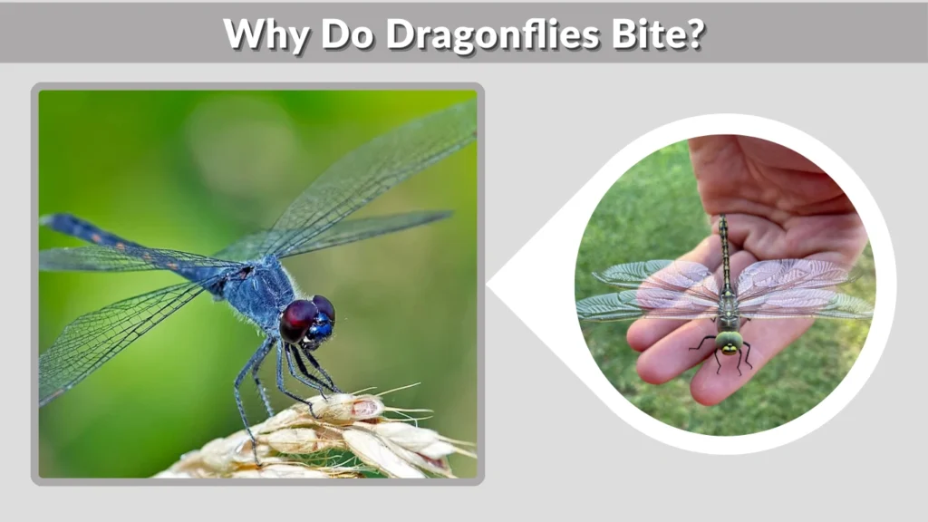 Why Do Dragonflies Bite