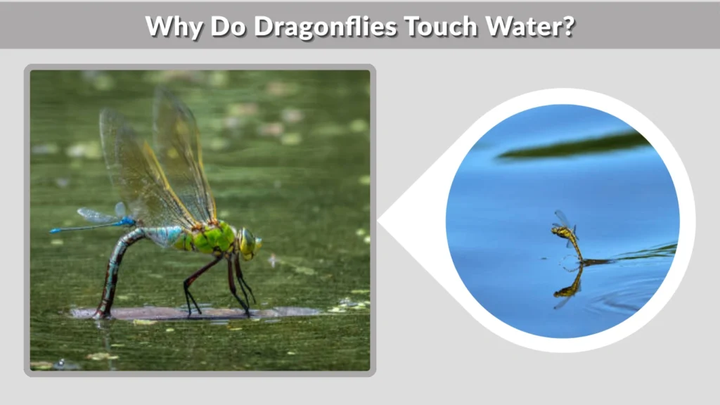 Why Do Dragonflies Touch Water