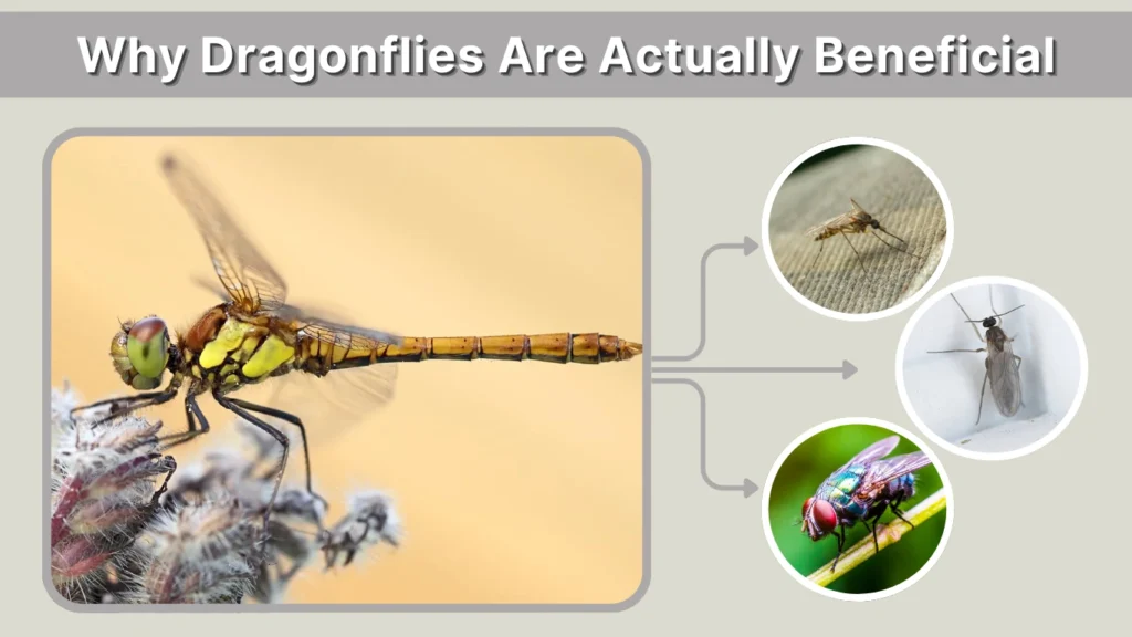Why Dragonflies Are Actually Beneficial