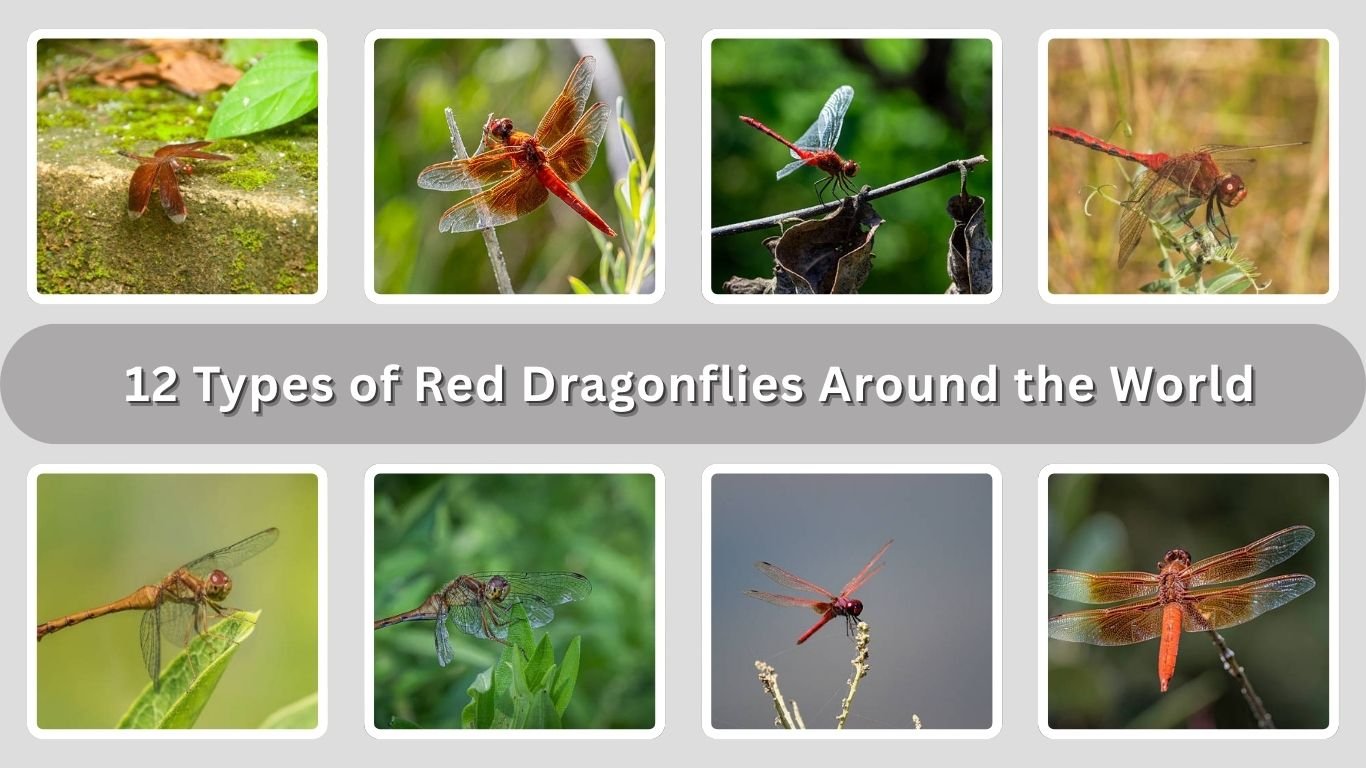 12 Types of Red Dragonflies Around the World (ID with Pictures)