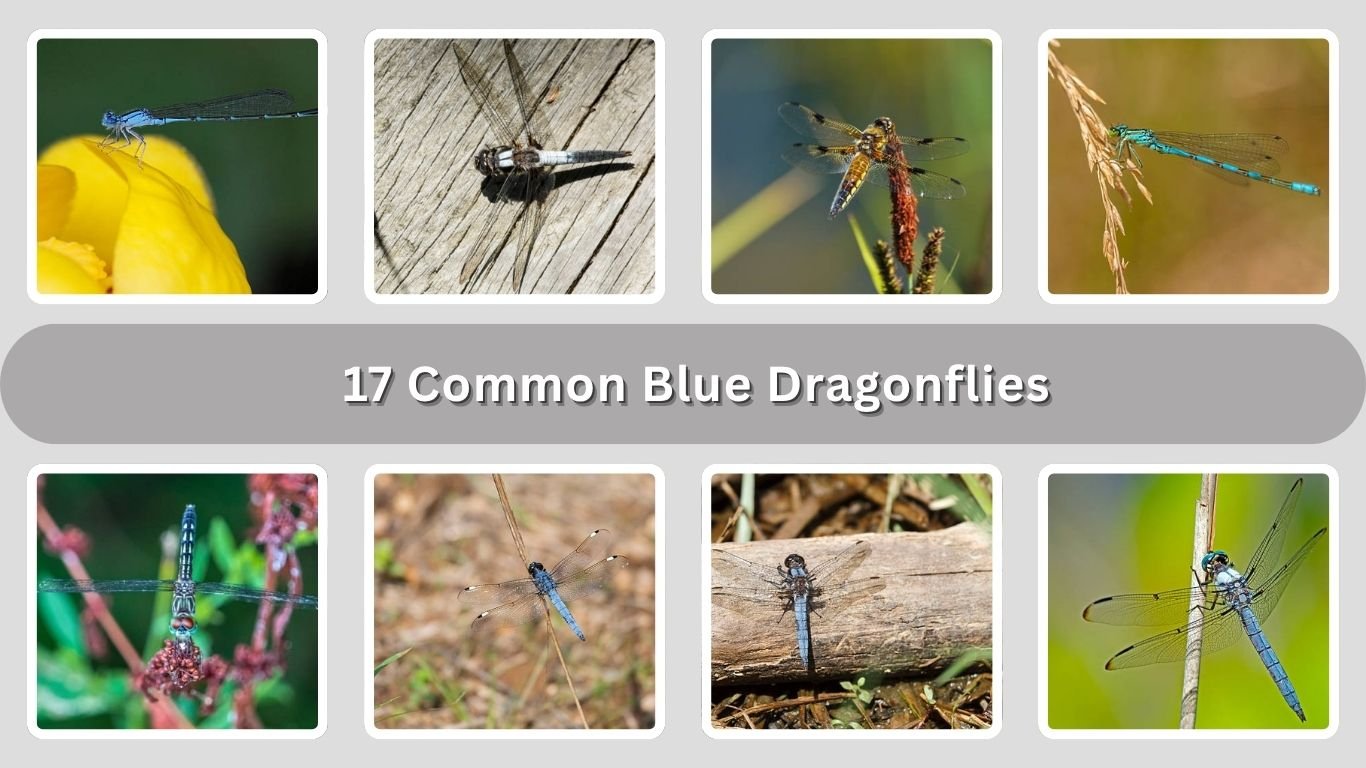 17 Common Blue Dragonflies :Color pattern, Habitat, ID with Pictures 