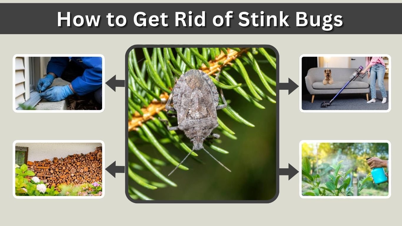 How to Get Rid of Stink Bugs in House and Garden