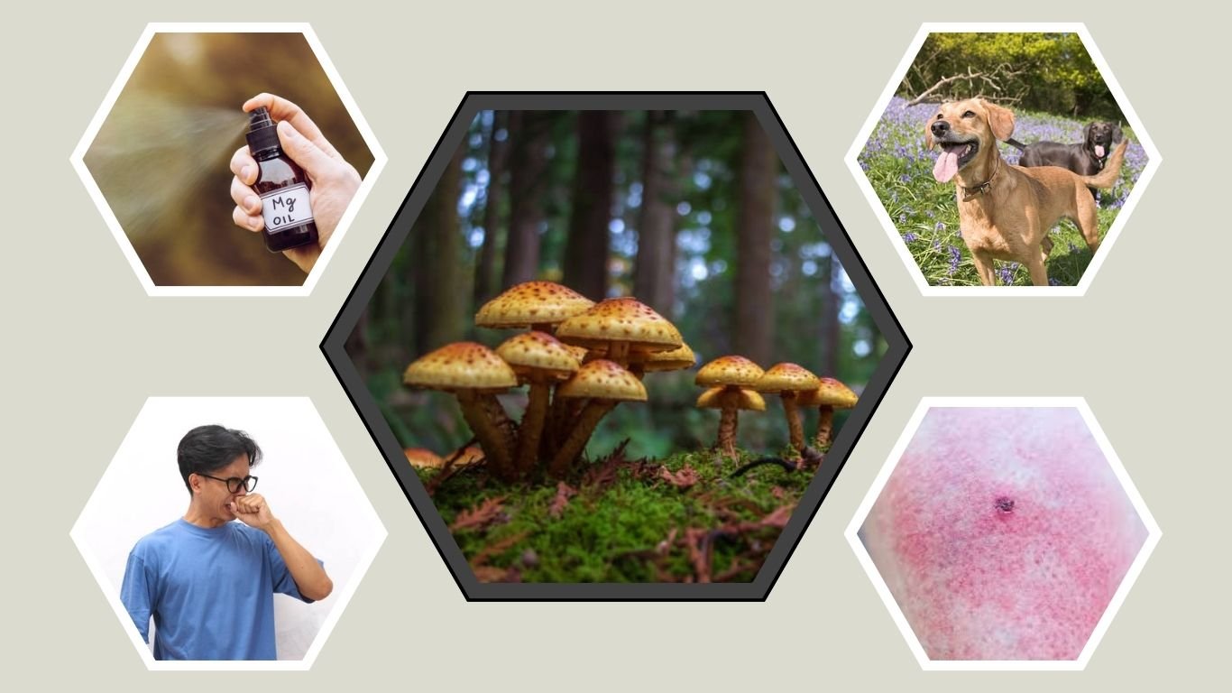 Brown Marmorated Stink Bug Control and Damage Guide