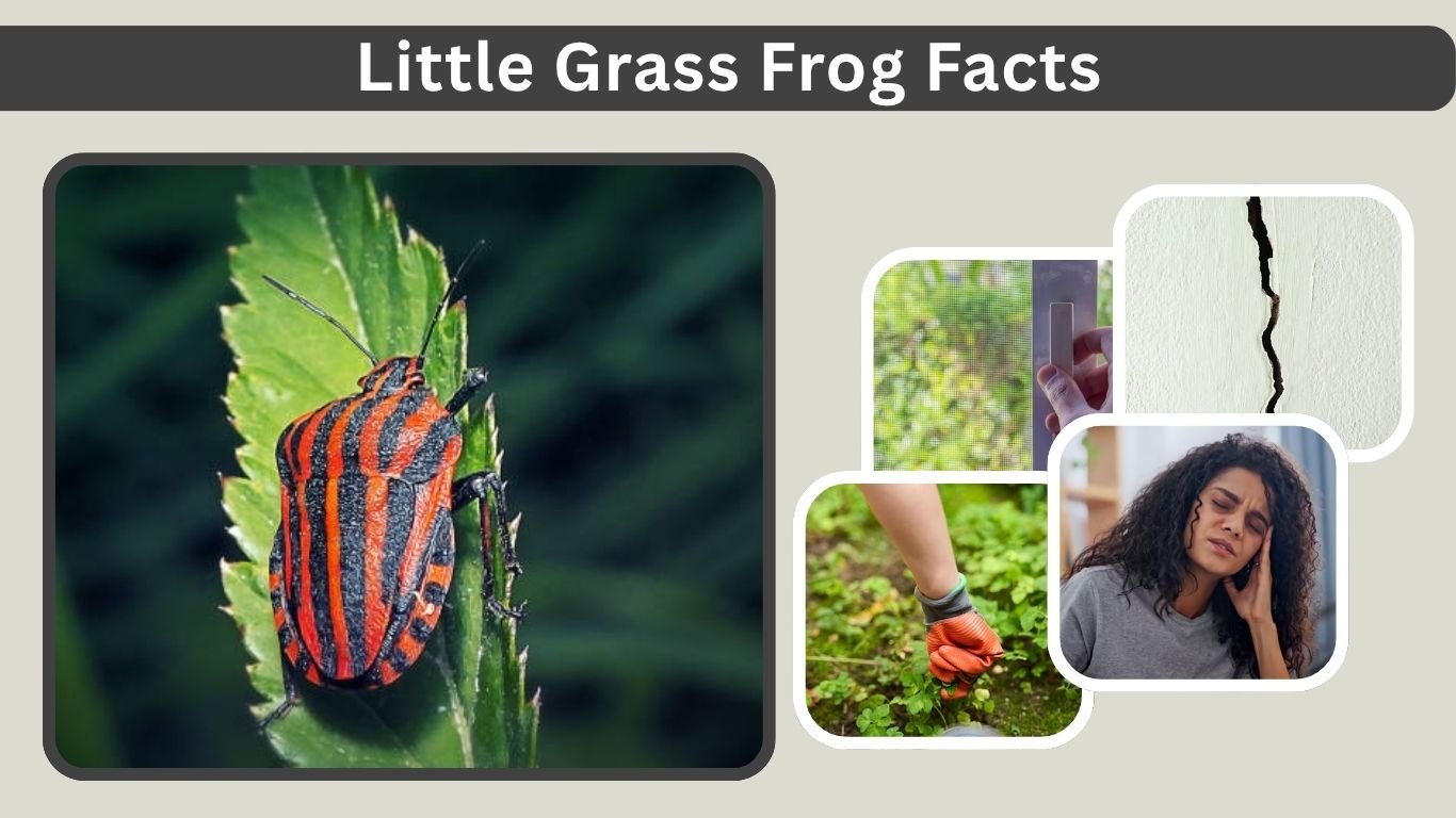 Do Stink Bugs Bite Humans or Pets? Facts & Safety Guide