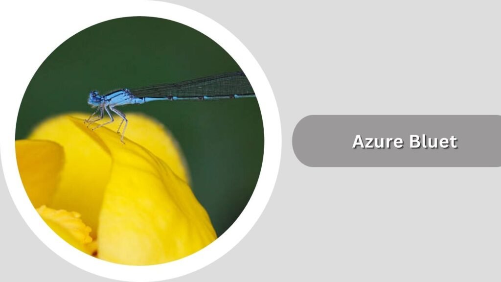 Azure Bluet