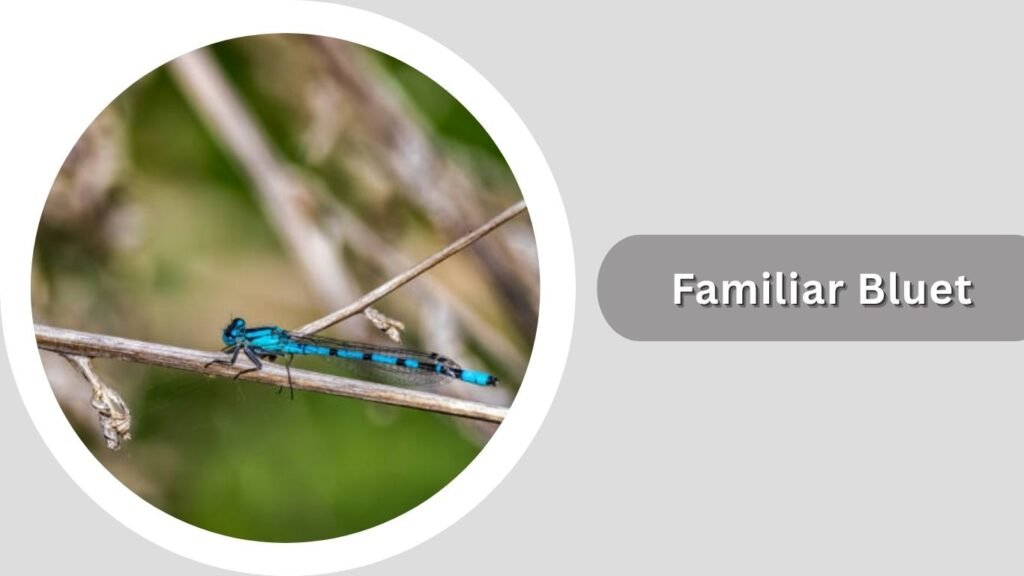  Familiar Bluet