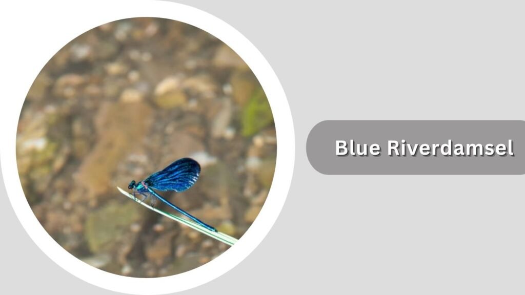  Blue Riverdamsel