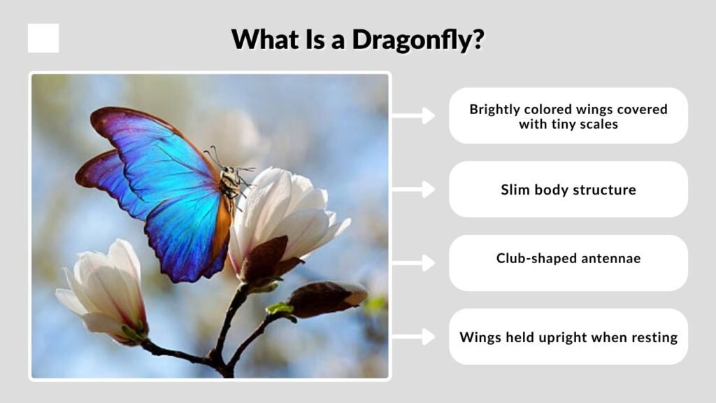 What Is a Butterfly?