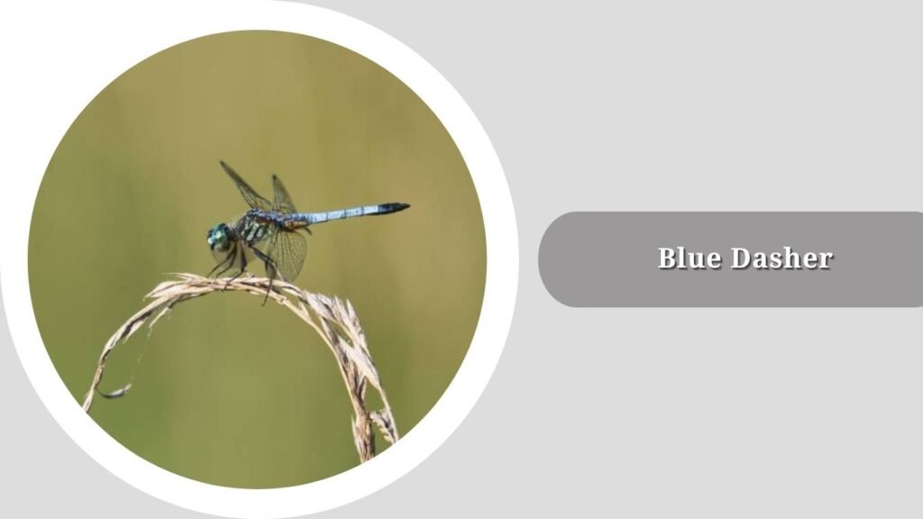 Blue Dasher (Pachydiplax longipennis)
