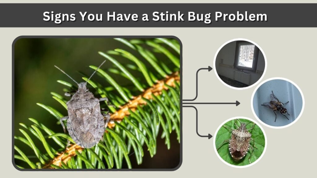 Signs You Have a Stink Bug Problem