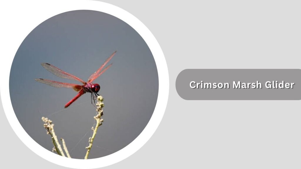 2. Crimson Marsh Glider (Trithemis aurora)