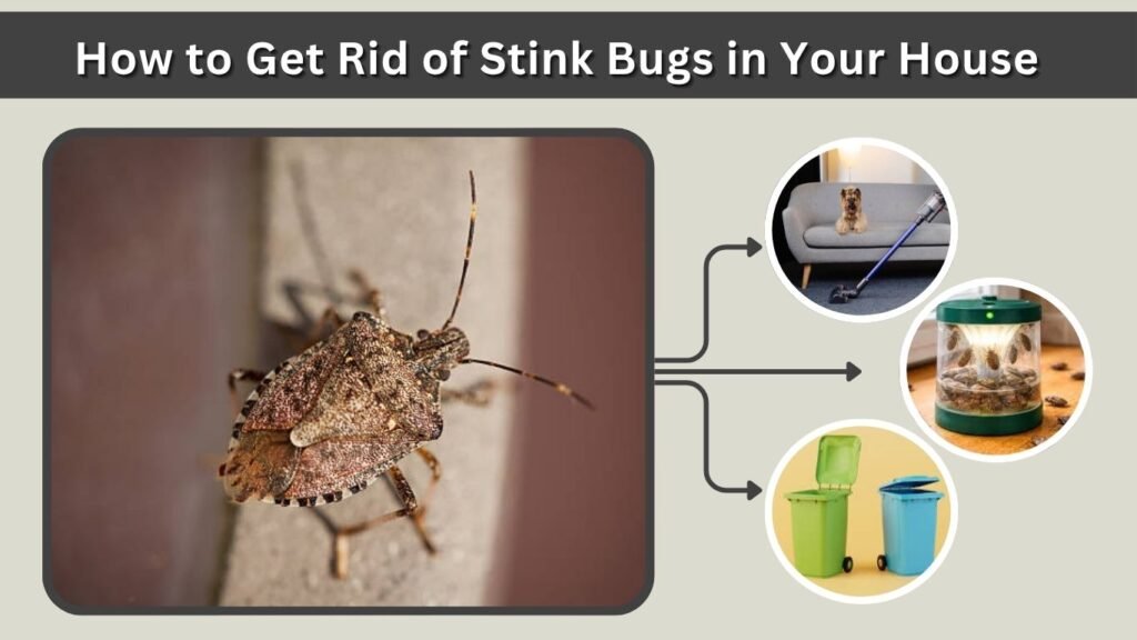 How to Get Rid of Stink Bugs in Your House