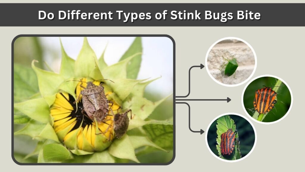 Do Different Types of Stink Bugs Bite