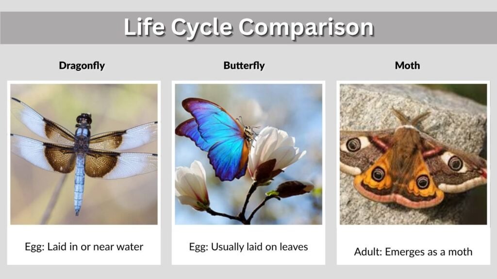 Life Cycle Comparison