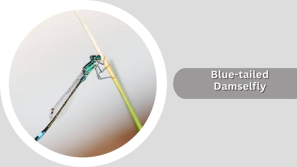 Blue-tailed Damselfly