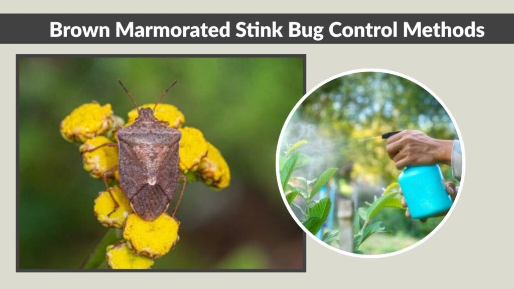 Brown Marmorated Stink Bug Control Methods