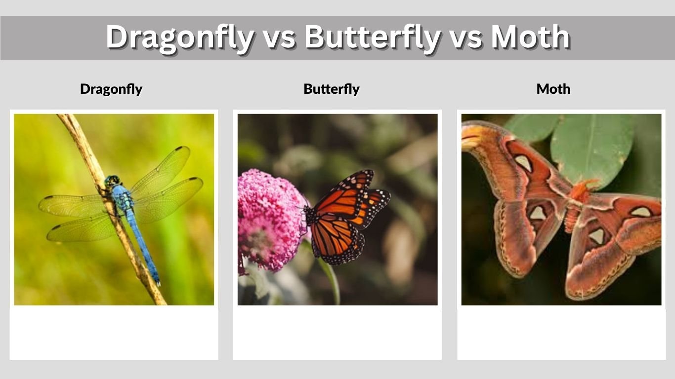 Dragonfly vs Butterfly vs Moth: Easy Identification Guide