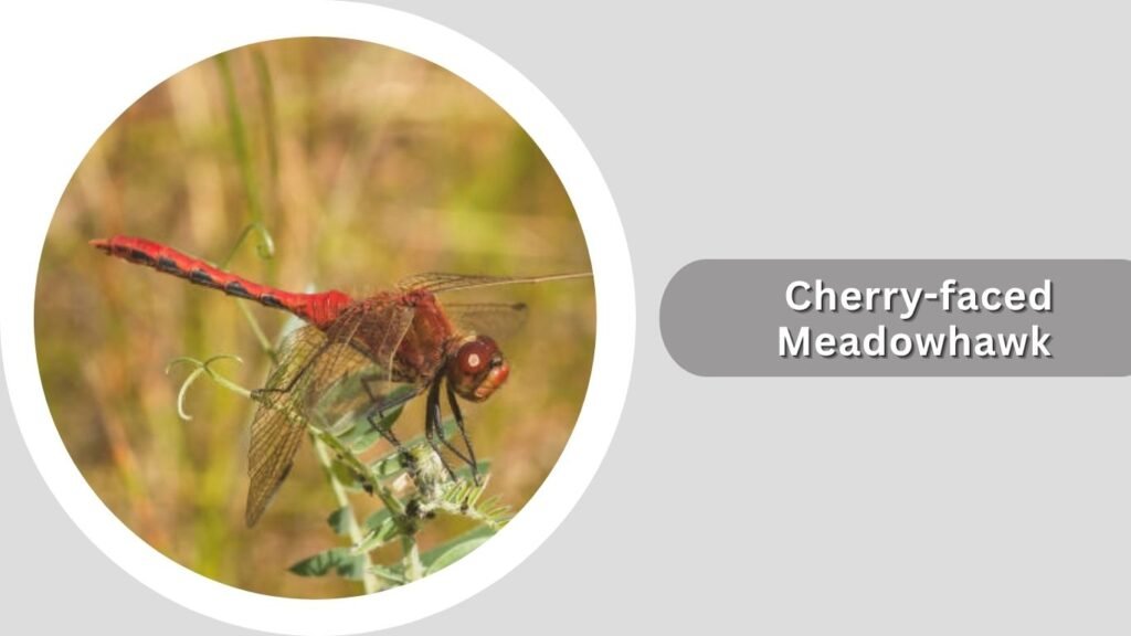  Cherry-faced Meadowhawk