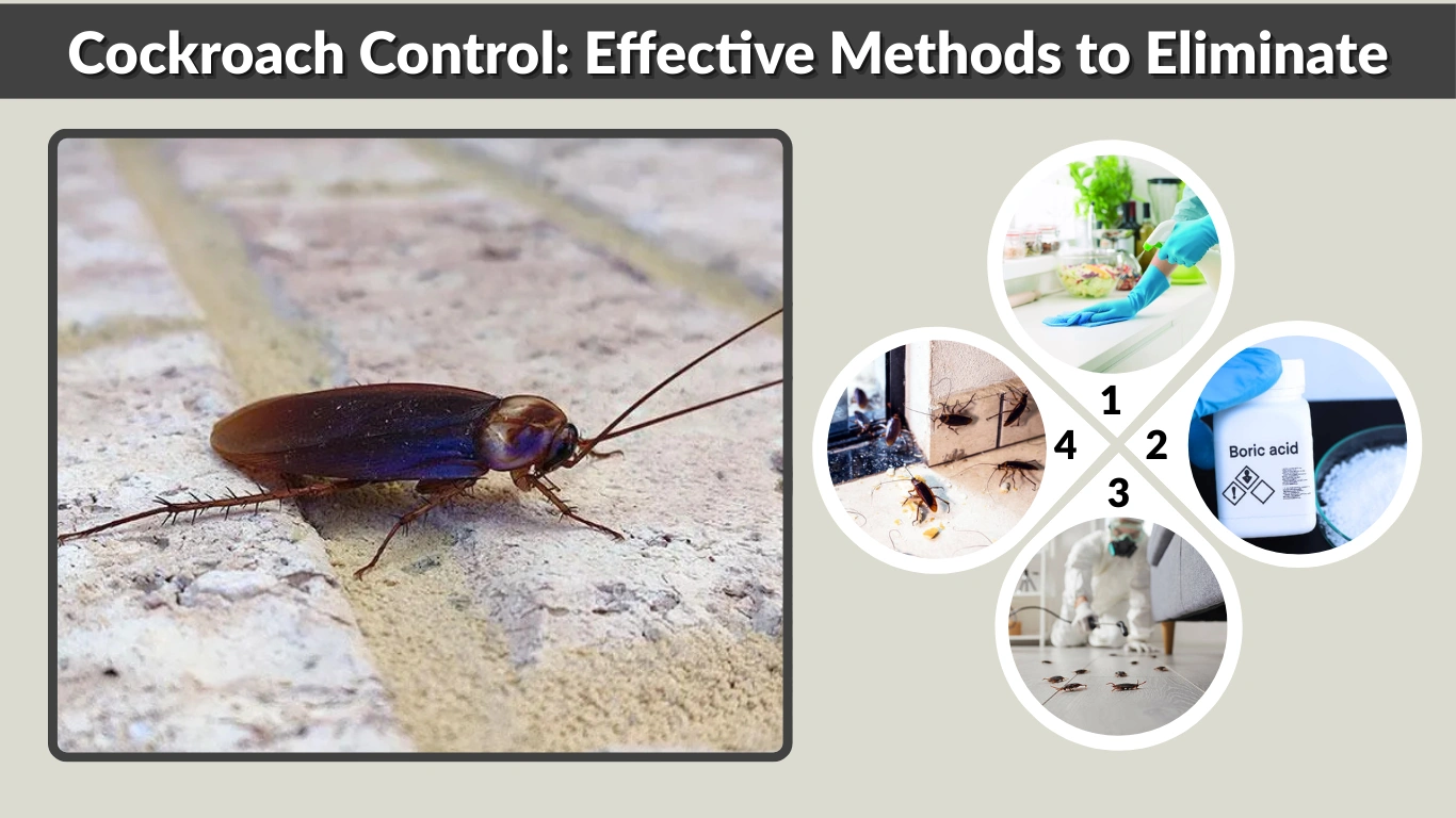 Cockroach-Control-Effective-Methods-to-Eliminate