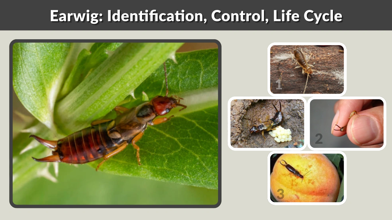 Earwig-Identification-Control-Life-Cycle-Prevention-Guide