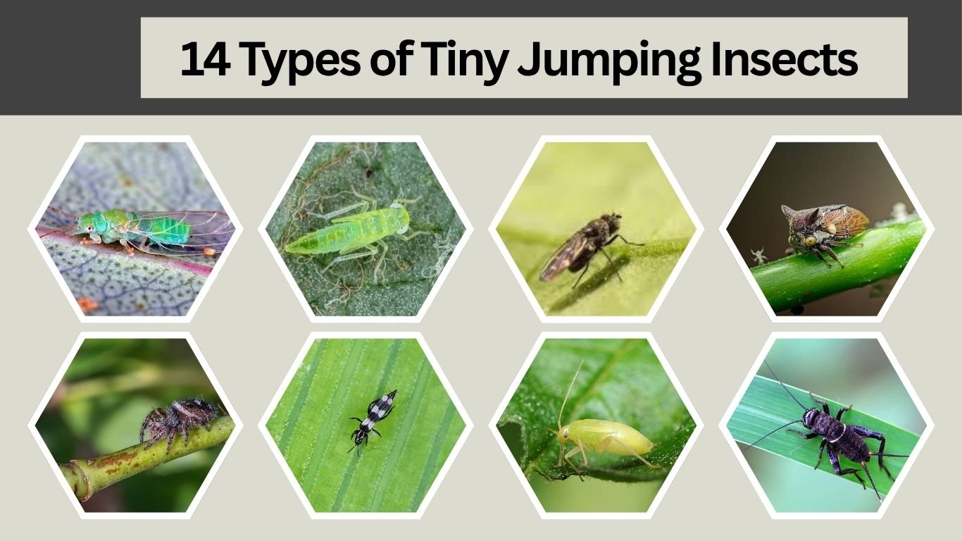 14 Types of Tiny Jumping Insects : Identification with Pictures 