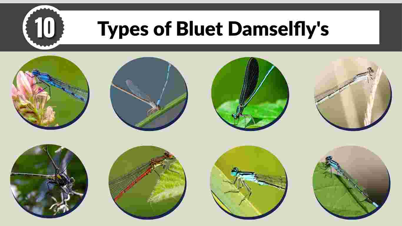 10 Types of Bluet Damselfly's: Species Identification & Pictures