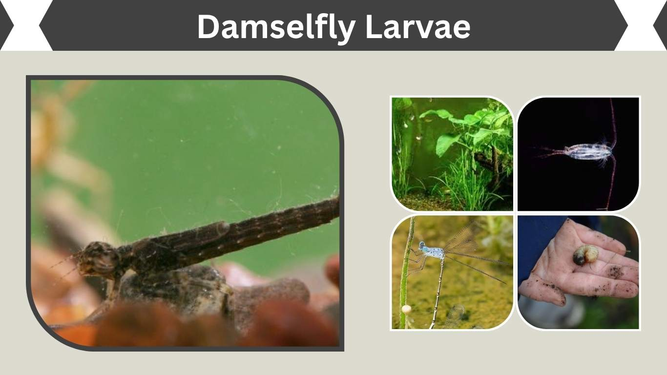 Damselfly Larvae: Identification, Diet and Life Cycle