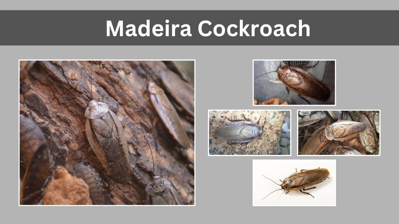 Madeira Cockroach: Size, Color, Habitat, Behavior, and Lifecycle