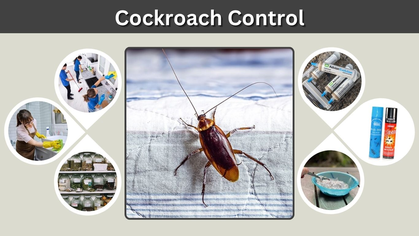 Cockroach Control Methods: Chemical, Natural and DIY Solutions