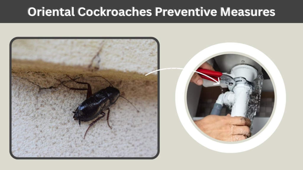 Oriental Cockroaches Preventive Measures