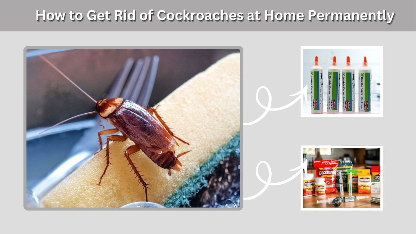 How to Get Rid of Cockroaches at Home Permanently